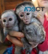 Capuchin and Marmoset monkeys ready now