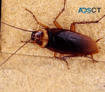 Pest Control Mornington Peninsula