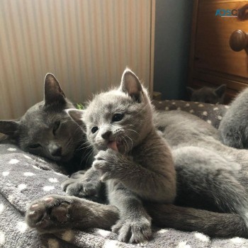 Russian Blue kittens for sale 
