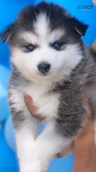 Pomsky puppies for sale 