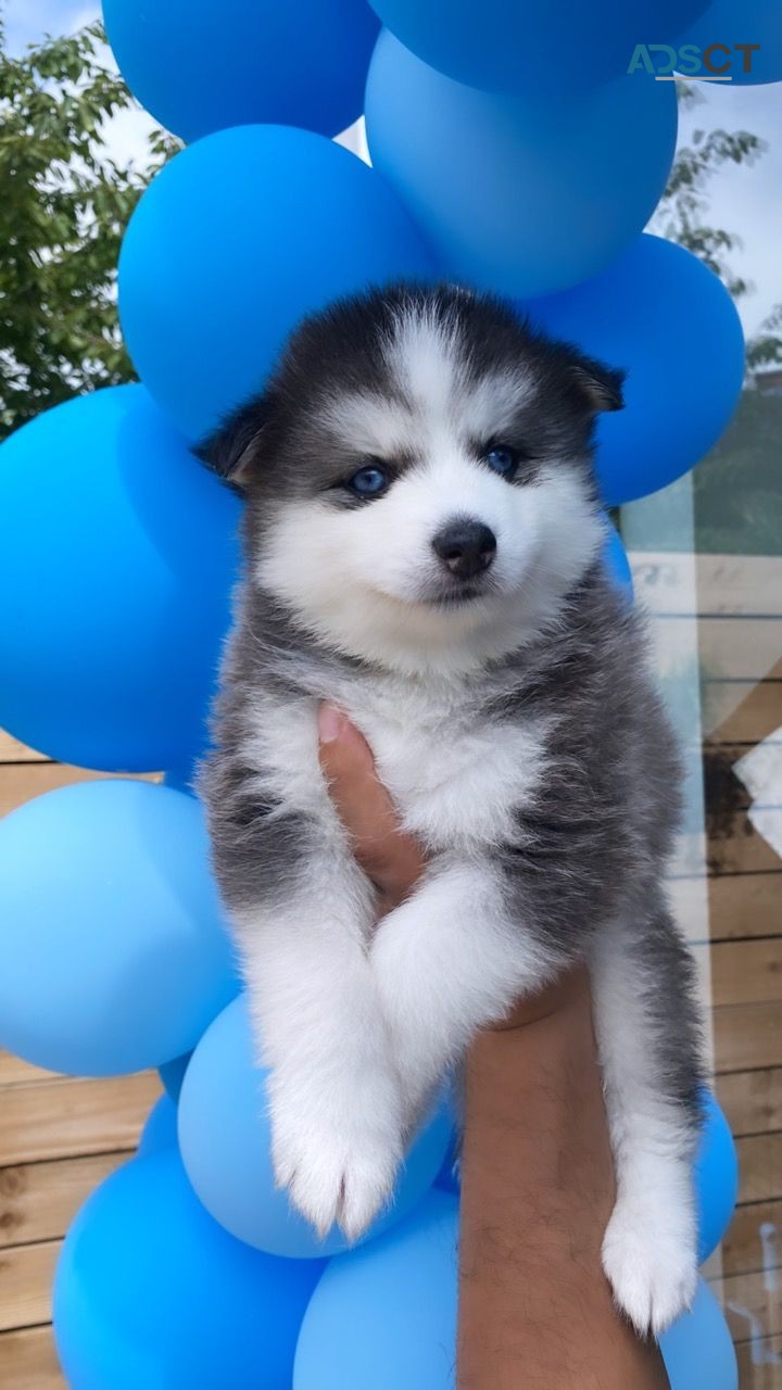 Pomsky puppies for sale 