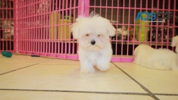 TEACUP MALTESE PUPPIES FOR SALE