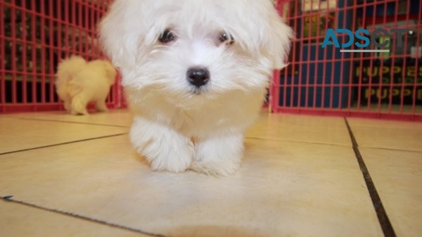 TEACUP MALTESE PUPPIES FOR SALE