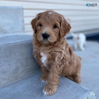 Labradoodle puppies for sale