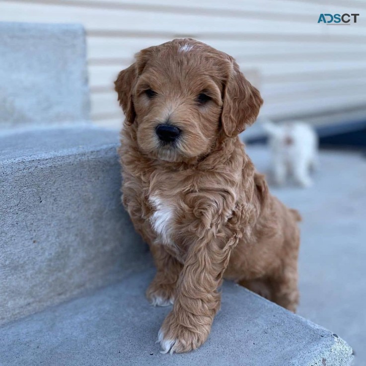 Labradoodle puppies for sale