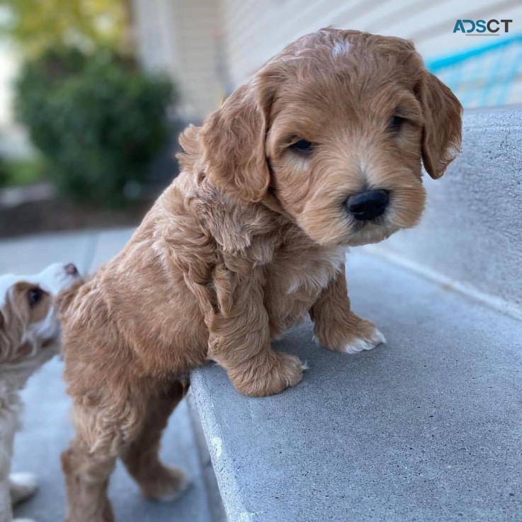 Labradoodle puppies for sale