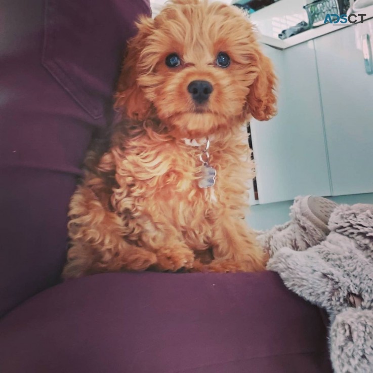 Cavoodle Puppies For Sale