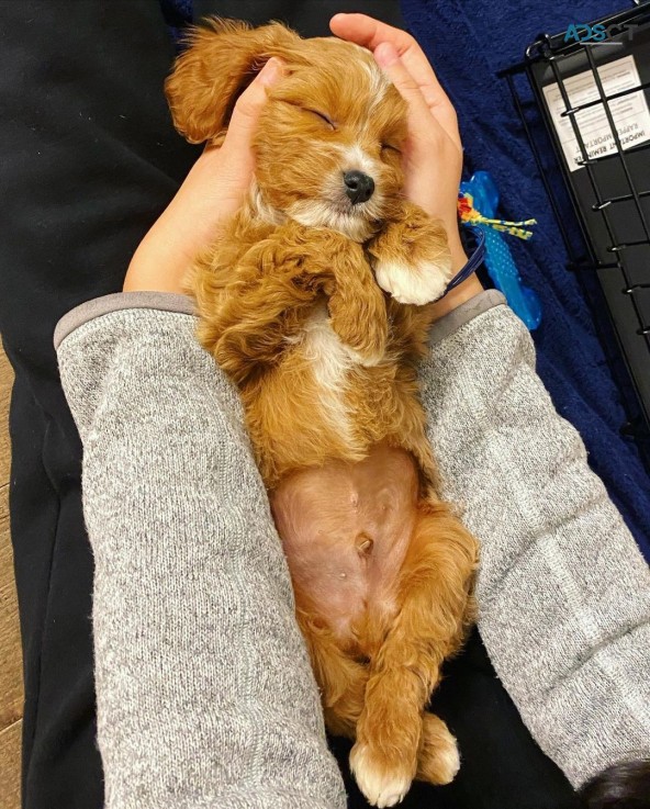Cute Cavapoo Puppies Ready Now