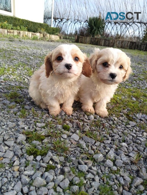 Cavachon puppies for sale 
