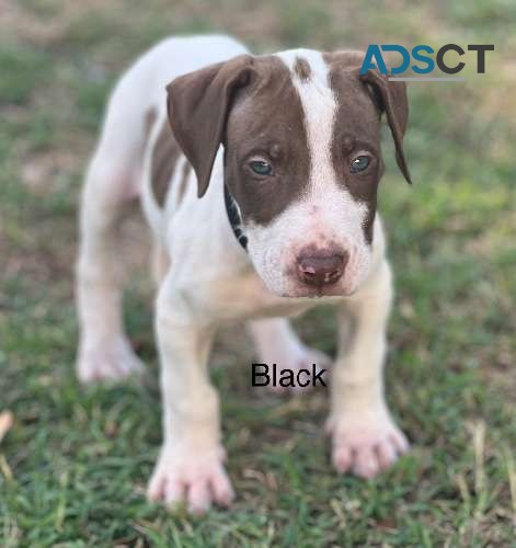 Liver Nose Bull Arab.