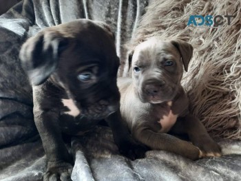 Cane Corso puppies for sale
