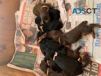 kelpie pups available for sale.