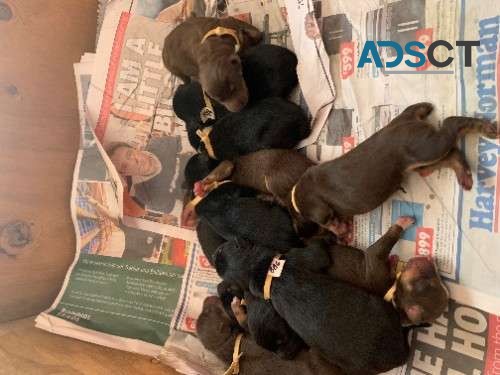 kelpie pups available for sale.