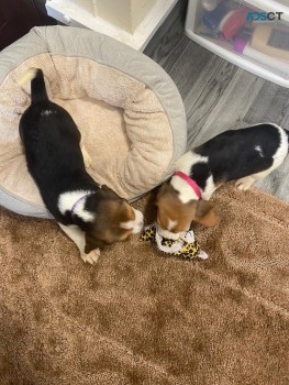Beagle puppies for sale