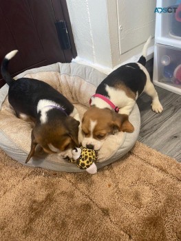 Beagle puppies for sale
