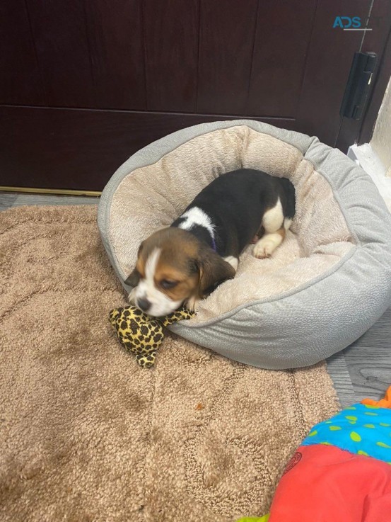 Beagle puppies for sale