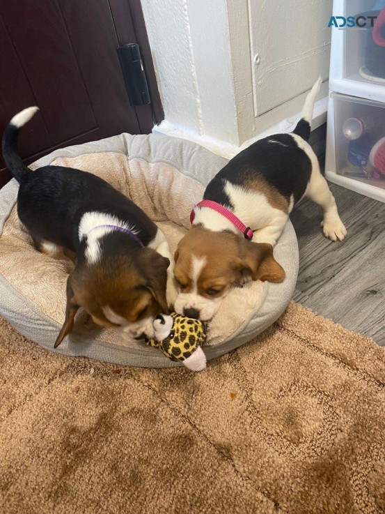 Beagle puppies for sale