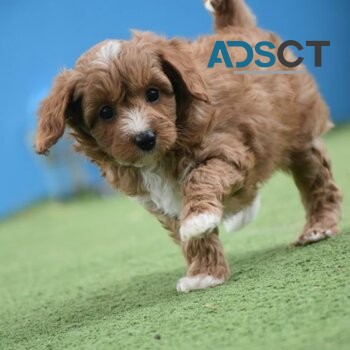 Beautiful cavoodle Puppies Ready