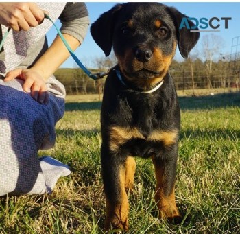 Golden Retriever puppies for sale 