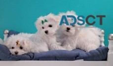 Teacup Maltese puppies For Sale