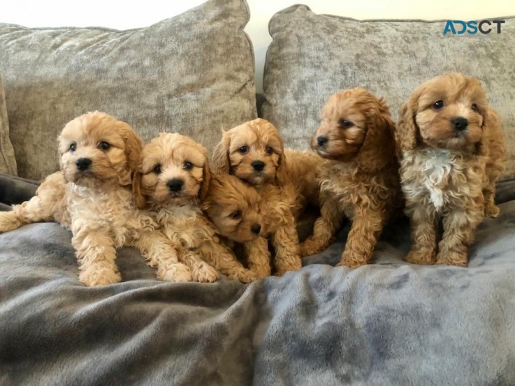  cavapoo puppies for sale 