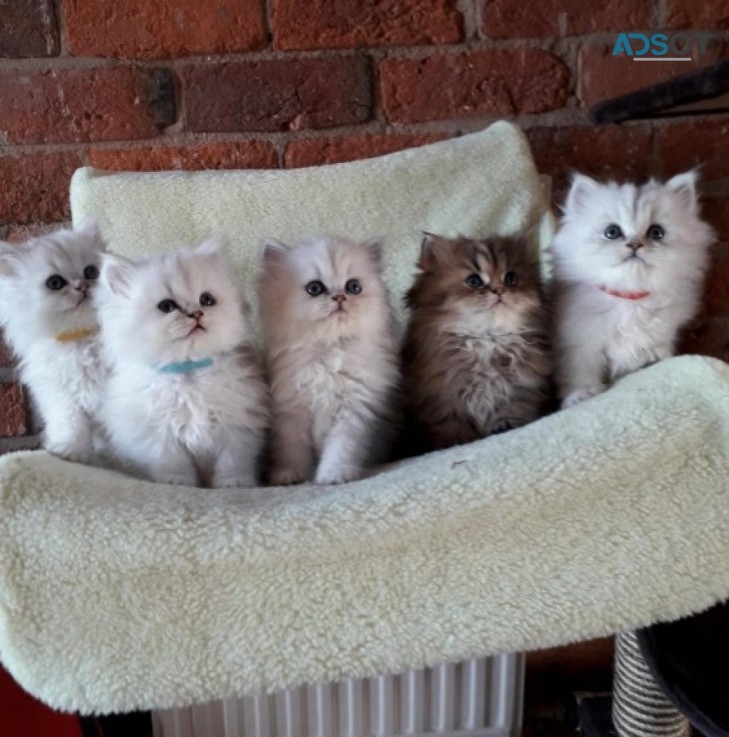  Persian Kittens available now