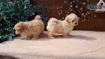  maltipoo puppies for sale.