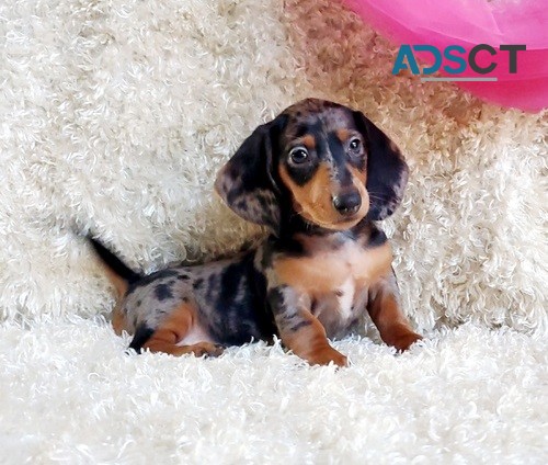 Adorable Miniature Dachshund pups.