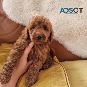 Toy Size poodle Puppies