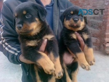 Rottweiler puppies for sale 