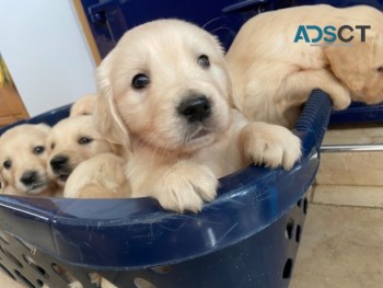 Adorable Golden Retriever Puppies ready 
