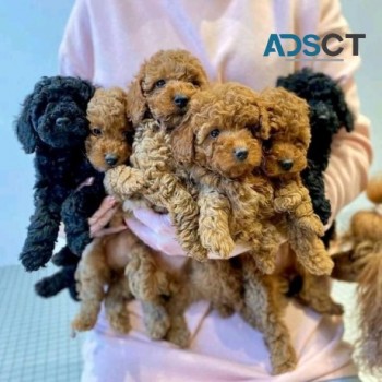 healthy Cute Male and Female Toy poodle 