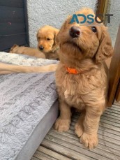 healthy Cute Male and Female Labradoodle