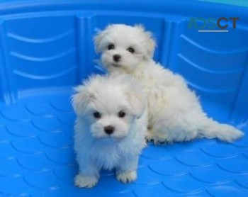 Amazing Male and female  Maltese puppies