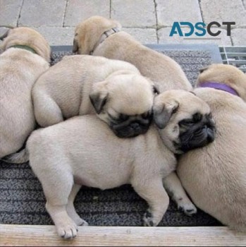 Amazing Male and female pug puppies read