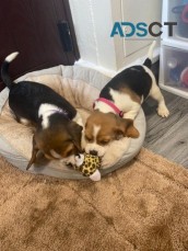 Amazing Male and female Beagles puppies 