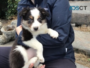 Amazing Male and female Border Collie pu