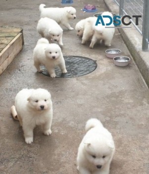 Samoyed Puppies 