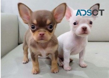 Buttons Chihuahua puppies for sale