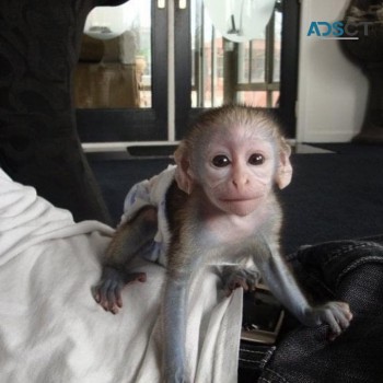 Male and female capuchin monkey for sale