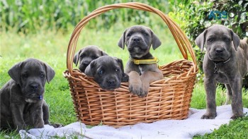 Stunning Cane Corso Puppies Ready