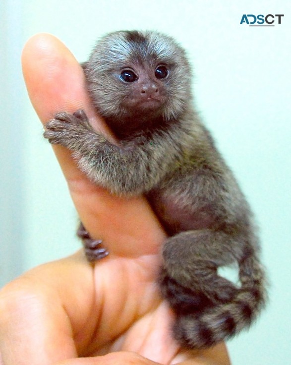 Adorable marmoset monkeys available