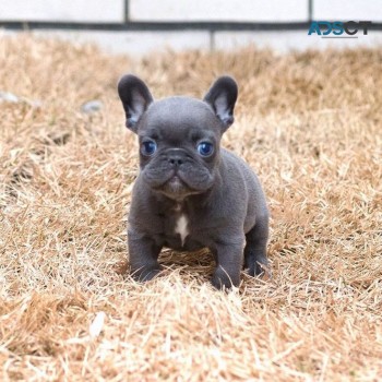 Males and Female French Bulldogs 