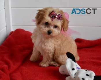Maltipoo puppies for sale