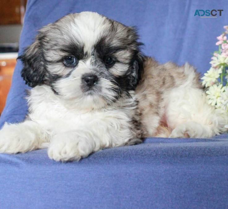 Shih tzu puppies for  sale