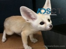 Babies Male And Female Adorable Fennec F
