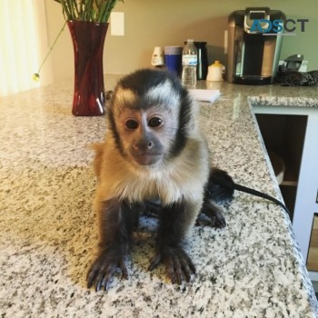 Adorable Marmoset And Capuchine Monkeys