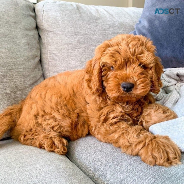 Cavoodle Puppies For Sale 