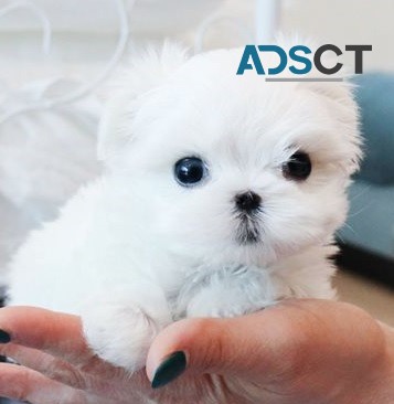 Bella Maltese puppies for sale