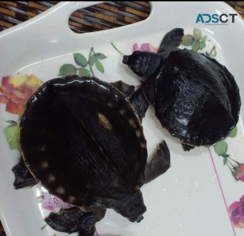  Rare Pig-nosed Turtle(Fly River Turtle 